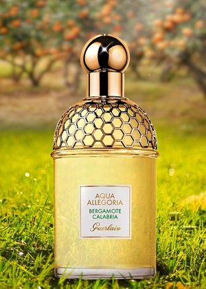 Aqua Allegoria Bergamote Calabria EDT